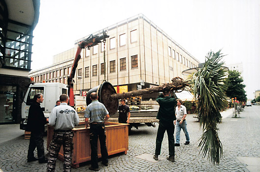 Aufstellen der Palme am PIAZZA GERA